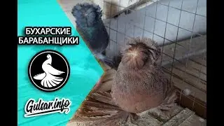 ГОЛУБИ / БУХАРСКИЕ БАРАБАНЩИКИ /  PIGEONS / TAUBE