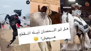 هل الحصان لو ذيله اتقطع هيعيش؟