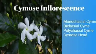 Cymose Inflorescence and its types. #Monochasialcyme,#Dichasial, #polychasial,#Cymosehead.#cymose.