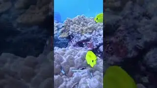 Дайвинг, Пхукет, подводный мир, погружение, Diving, Phuket, underwater world, dive