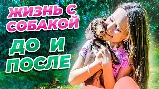 ЖИЗНЬ ДО И ПОСЛЕ ПОЯВЛЕНИЯ ЧАПИТОСИКОВ