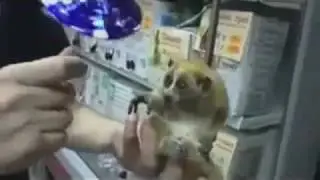 Лемур с зонтиком