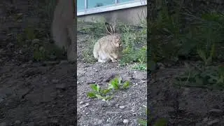 Adorable Bunny Munching on Tasty Treats: A Delightful Sight!