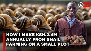 How snail farming in a small piece of land makes me great profits and why I cannot meet the demand