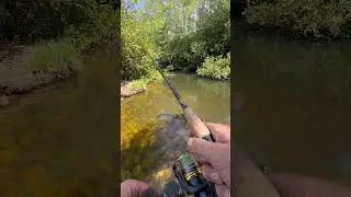 Fishing Encounter with Wild Alligator in Florida