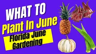 What To Plant In June | Florida June  Gardening