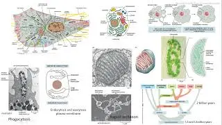 Célula eucariota 1 Biología Molecular de la Célula Alberts