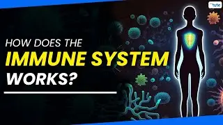 Functioning of immune system | It's defense mechanism | Letstute