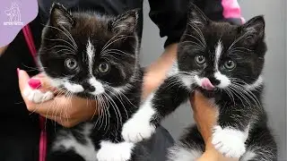 Momma Cat And Her Adorable Kitten Get A Spa Day ❤️