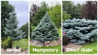 Colorado Blue Spruce: Three Different Looks - Same Great Blue