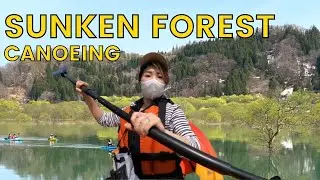 🇯🇵 Canoeing through the Sunken Forest at Shirakawa Lake 水没林カヌー (Yamagata)