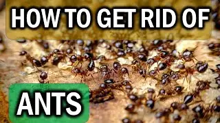 How to Get Rid of BLACK ANTS with Natural Pesticide Solutions (IN YOUR HOME & GARDEN)