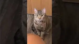 😂funny animal videos that i found for you #65😂