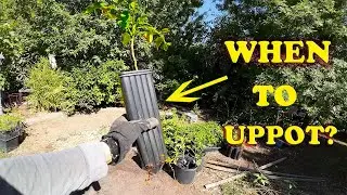 Watch This BEFORE Up potting Your Plants!