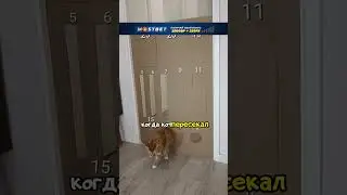 Самый умный кот 🐈