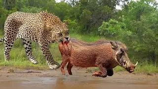 Tragic Warthog! Fierce leopard Hungry Take To Brutally Torture Male Warthog To Death