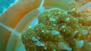 Diving footage of Rhizostome jellyfish (Thysanostoma thysanura) swimming in mid-water with fish h...