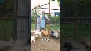 100 keçiyle bir gün geçirip keçileri kaçırmamak mümkün mü acaba🐐 #meryemcan #animals