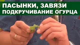 Пасынки, завязи огурцов. Подкручивание огурца на нить, шпагат