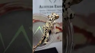 This young Superdalmatian male is heading off on an adventure today 😊😊#altitudeexotics