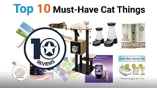 Top 10 Must-Have Cat Things