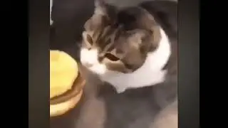 Yo, kitty, you can has a cheeseburger! NAAAUWW-… 😂😋