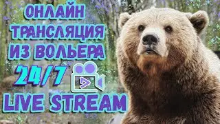 🔴LIVE🔴Медведь Мансур - 3 камеры в эфире 🎥 3-cam Live Mansur bear Стрим