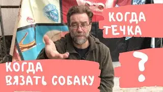 Когда будет течка у собаки?