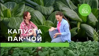 Как вырастить капусту пак-чой | ДАЧА