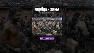 ИНДИЙЦЫ - СВИНЬИ 🐷