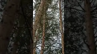 Белка удивила всех своими способностями !!!!! 😯🐿️🌳 Белка видео