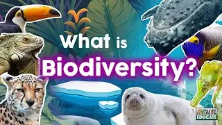 What is Biodiversity? 🐍  🐋 🦈 🐊 🐅 🦍 🕷🌳 🌎