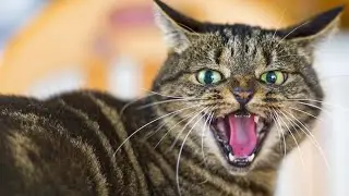 Billi ke rone ki awaz Ringtones Download | Cat meowing saund बिल्ली की आवाज रियाल, Cat meow,