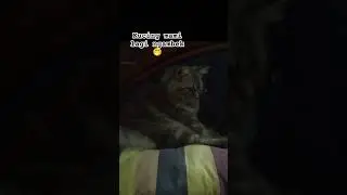 Kucing ngambek 🤭 