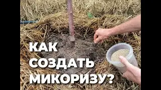 Как спасти деревья от засухи? Часть 2