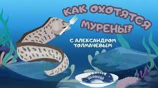 Как охотятся мурены? Познавательная программа с Александром Толмачевым @moyaplaneta