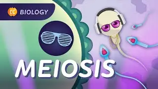 Meiosis: Why Are All Humans Unique?: Crash Course Biology #30