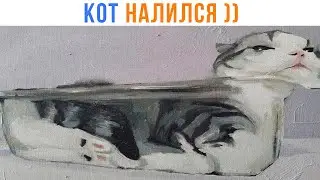 КОТЫ ЭТО ЖИДКОСТЬ! ))) | Приколы с котами | Мемозг 1475