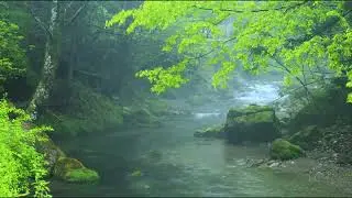 Звуки природы в лесу. Лечебная музыка для сердца и сосудов.
