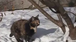 Бездомные кошки в городе зимой.