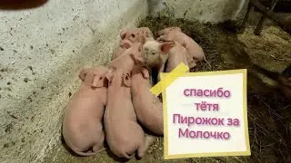 ✅ Пирожок берёт на воспитание племянниц ‼️ Расклад по окончанию опоросов