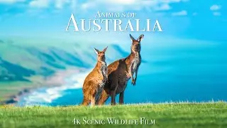 Animals of Australia 4K - Scenic Wildlife Film With Calming Music