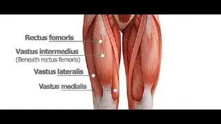 Two Minutes of Anatomy: Quadriceps (Quads)