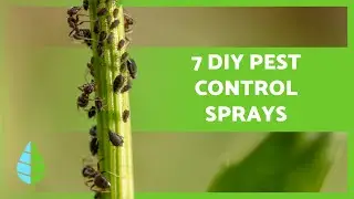 Safe & Effective! DIY Natural Pest Control for Plants 🕷️❌ (Aphids, Caterpillars & More!)