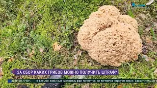 За сбор каких грибов можно получить штраф