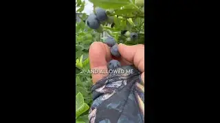 Harvesting Blueberries