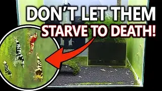 How to: Grow DUST ALGAE in AQUARIUM - Natural Food for Baby Shrimp!