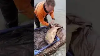 Huge mirror carp proves to be a very slippery customer #fishing #carpfishing #fish