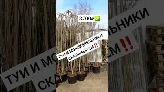 ТУИ И МОЖЖЕВЕЛЬНИКИ 2М✅️ ВСЕ В ГОРШКАХ🔥