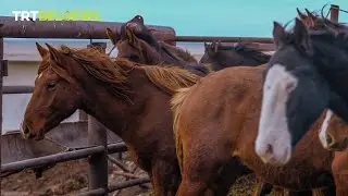 Hızından çok gücüyle ünlü 🐎